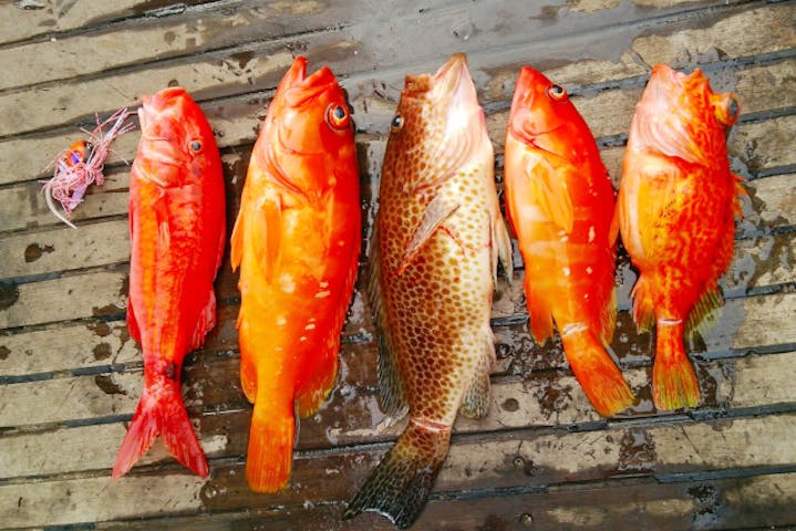 和歌山 すさみ 海釣り 一度に色々な種類の魚が狙える 五目釣り体験 アソビュー