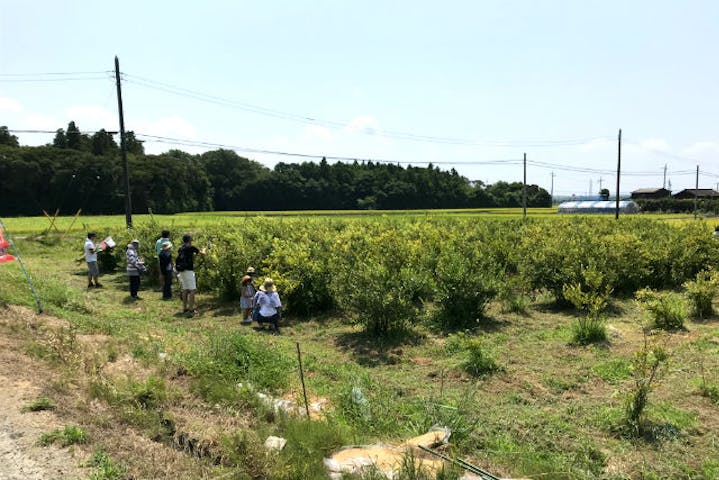 千葉 木更津 収穫体験 小学生以下無料 旬のお野菜を収穫 お手軽コース アソビュー