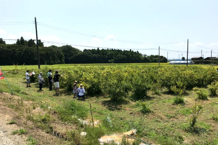 千葉 木更津 収穫体験 小学生以下無料 旬のお野菜を収穫 お手軽コース アソビュー 千葉 木更津 収穫体験 小学生以下無料 旬のお野菜を収穫 お手軽コース アソビュー