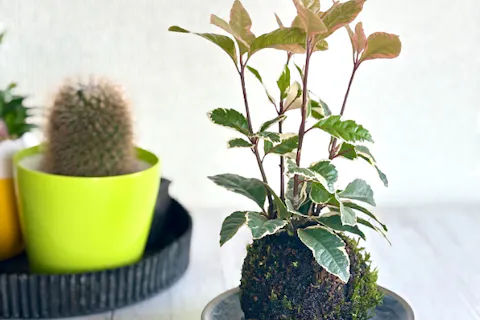 【埼玉・秩父市・フラワーアレンジメント】初心者向き！こけ玉作り体験（ワンドリンク付き）