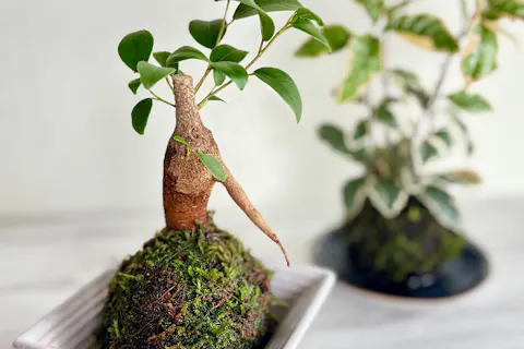 【埼玉・秩父市・フラワーアレンジメント】初心者向き！こけ玉作り体験（ワンドリンク付き）