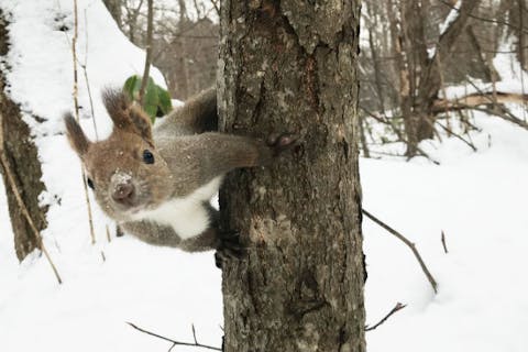 【札幌・スノーシュー】野生動物の棲む原始の森で雪原を散策しよう！