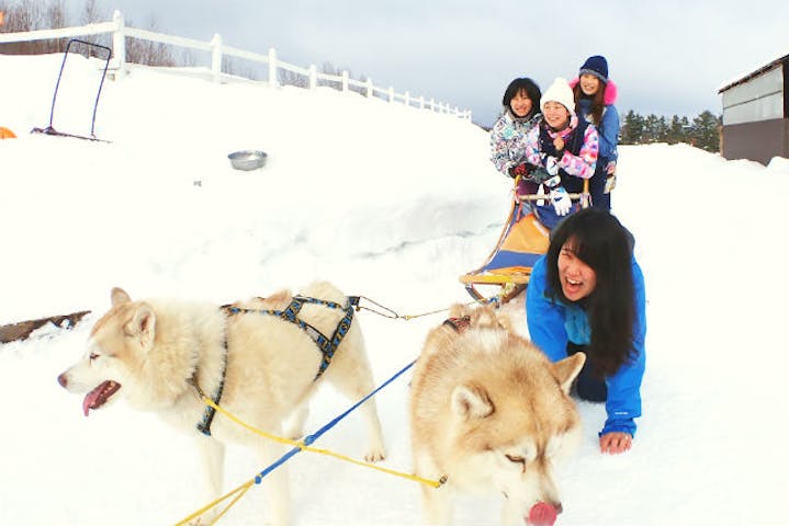 札幌発 犬ぞり 富良野 美瑛の青い池や スノーシュー ファットバイクが楽しめる北海道1日満喫プラン 嬉しい写真データ付き アソビュー