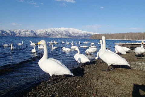 【北海道・屈斜路湖・スノーシュー】日本最大の淡水カルデラ湖。屈斜路湖スノーシュー体験！ショートコース