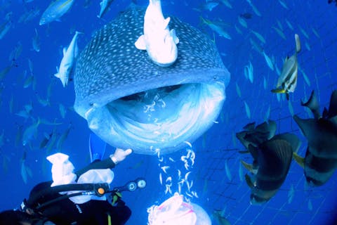 【沖縄・恩納村・体験ダイビング】資格なしでOK！ジンベイザメと泳ぐ体験ダイビング
