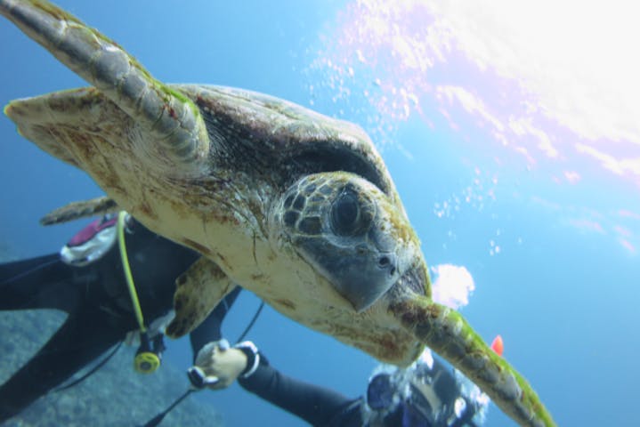 鹿児島 沖永良部 体験ダイビング まるで水族館 海中世界を楽しむ体験ダイビング アソビュー