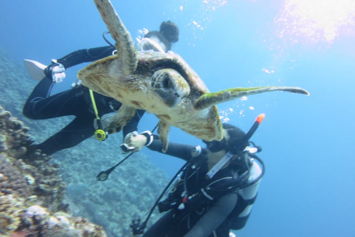 鹿児島 沖永良部 体験ダイビング まるで水族館 海中世界を楽しむ体験ダイビング アソビュー