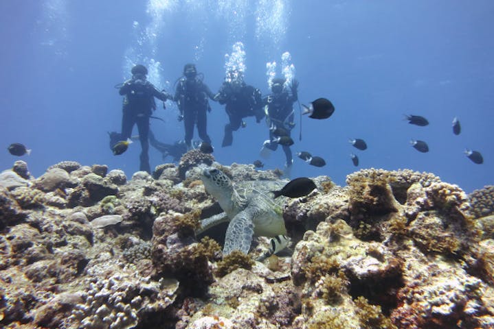 鹿児島 沖永良部 体験ダイビング まるで水族館 海中世界を楽しむ体験ダイビング アソビュー