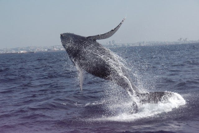 沖縄・那覇発・ホエールウォッチング＆パラセーリング】☆全額返金保証