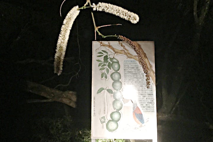 ミッドナイトツアー 奄美