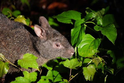 鹿児島 奄美 ナイトツアー ミッドナイトの奄美を探検 希少なアマミノクロウサギを観察するミッドナイトツアー アソビュー