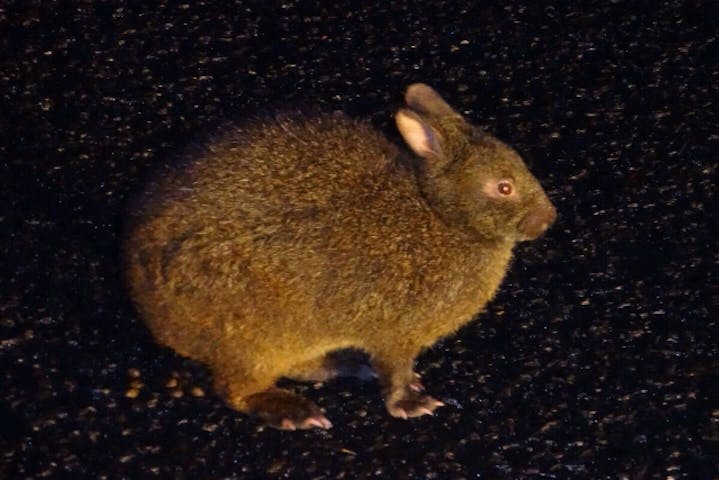 ミッドナイトツアー 奄美 ネット予約ならアソビュー