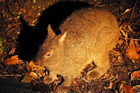 【鹿児島・奄美・ナイトツアー】夜行性のアマミノクロウサギを撮影。カメラマンコース