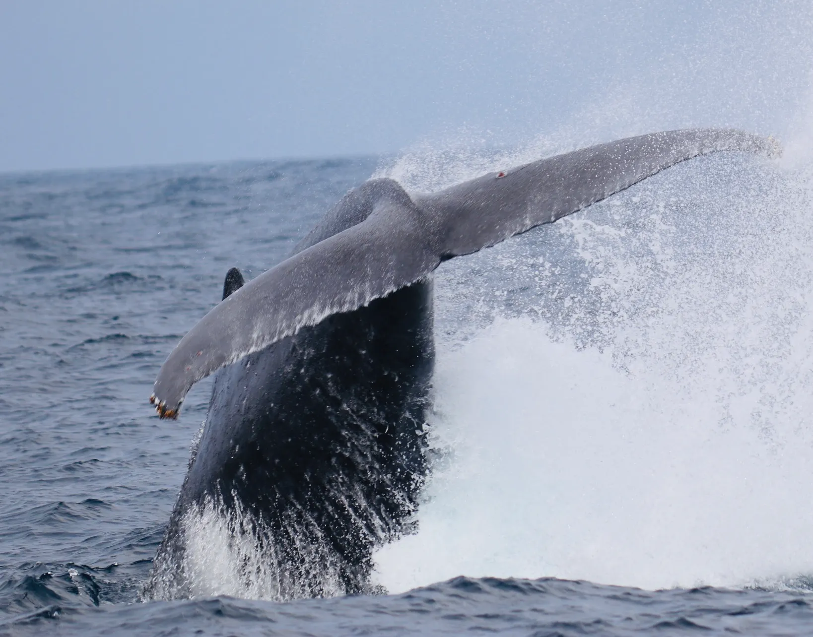 ダイビングチーム潮（うしお）