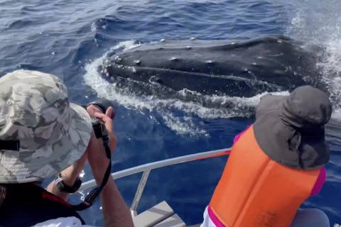 【沖縄・座間味港・ホエールウォッチング】たっぷり遊べる！シュノーケリング付プラン