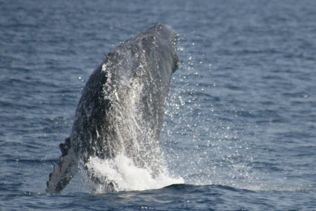 【鹿児島・奄美・ホエールウォッチング】奄美の海でクジラと遭遇！クルージングツアー