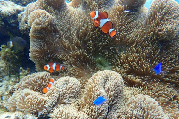 60%割引】石垣島 ADVENTURE PiPi（イシガキジマアドベンチャーピピ