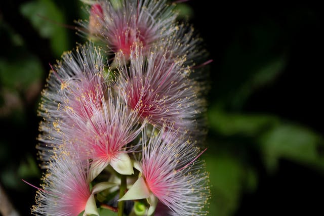 【沖縄・石垣島・サガリバナ観賞】一晩で散る幻の「一夜花」！サガリバナ観賞ツアー（4〜8月限定）