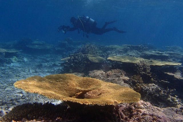 沖縄・池間島・ダイビング】八重干瀬で体験ダイビング+シュノーケル3