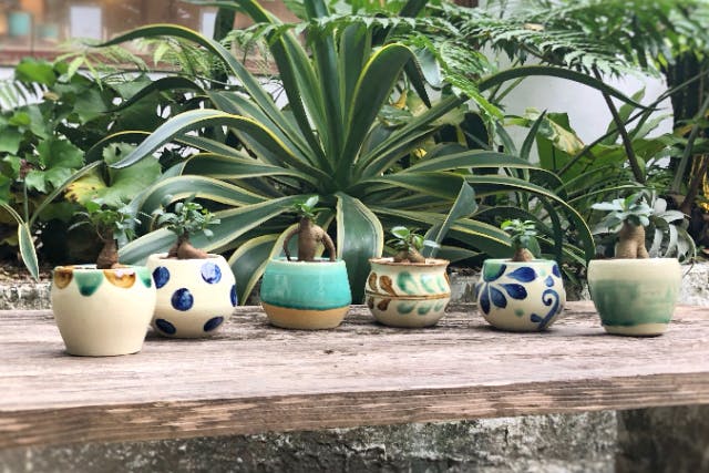 【沖縄・名護・JUNGLIA・古宇利島】沖縄『RYUKYUYAKI琉球焼 』やちむん植木鉢作り体験 ガジュマル付き（絵柄追加オプション込み）やちむん作り体験のプラン詳細