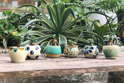 【沖縄・名護・JUNGLIA・古宇利島】沖縄『RYUKYUYAKI琉球焼 』やちむん植木鉢作り体験 ガジュマル付き（絵柄追加オプション込み）やちむん作り体験のプラン詳細