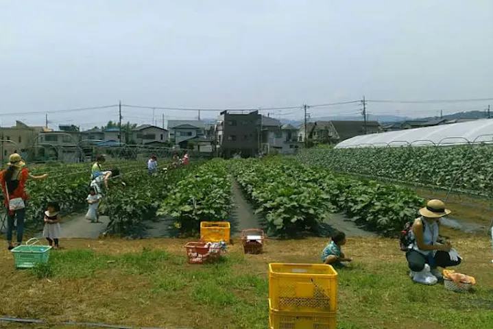 秦野いとう農園 ネット予約ならアソビュー