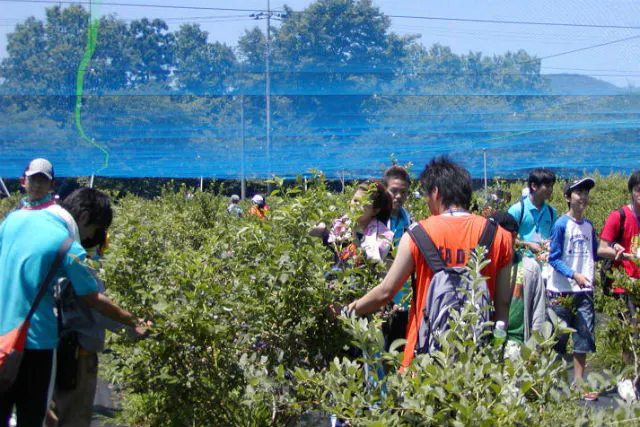 神奈川 秦野 ブルーベリー狩り いろいろな種類を食べ比べ ブルーベリー狩り アソビュー