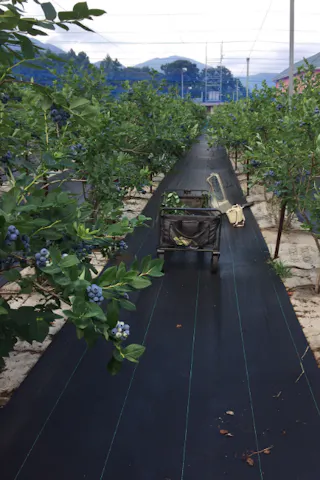 秦野いとう農園 ネット予約ならアソビュー