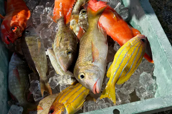 沖縄北部・船釣り】地元漁師と一緒に沖縄の県魚グルクン（タカサゴ