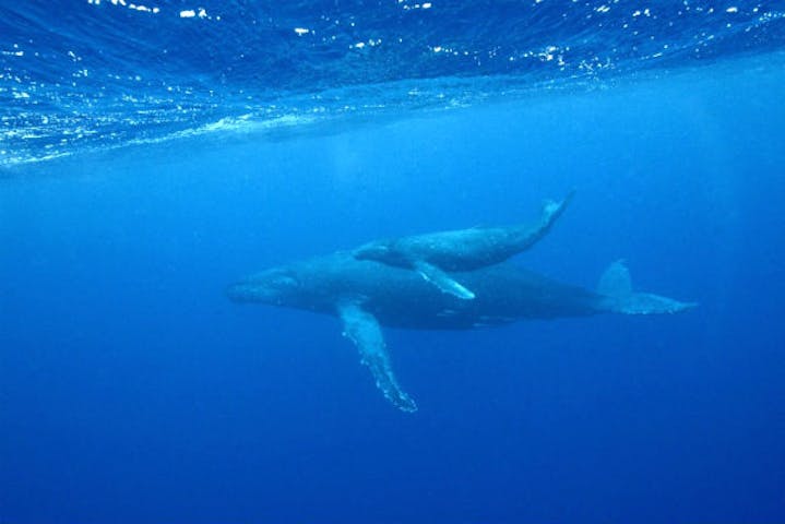 沖縄 那覇 クジラと泳ぐ 目の前で感じる大迫力 ホエールスイム アソビュー