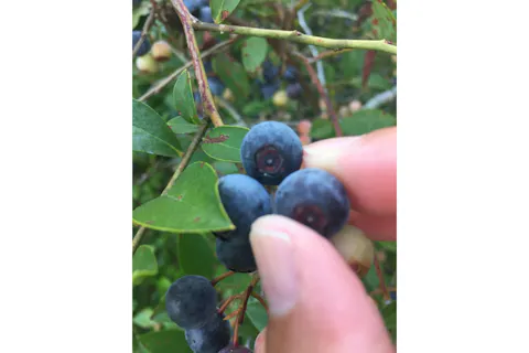 【岐阜・山県・ブルーベリー狩り】フレッシュな甘酸っぱさを堪能！ブルーベリー摘み
