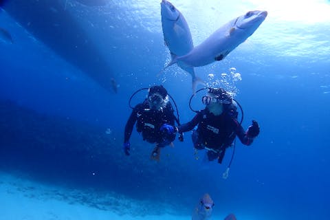 【沖縄・那覇発／慶良間・体験ダイビング（1ダイブ）】ミシュラン2ツ星エリアで開催！シュノーケリング&ランチ＆ドリンク＆器材＆送迎＆水中記念写真付★1月〜3月はホエールウォッチング！