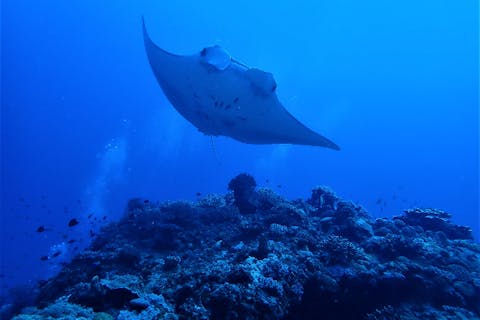 【沖縄・那覇発／慶良間・1日】ファンダイビング（2ダイブ）3ポイントを巡る！ドリフトダイビングもできる！