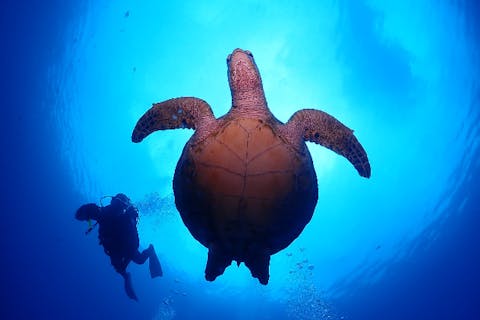 【沖縄・那覇発／半日】ファンダイビング（2ダイブ）