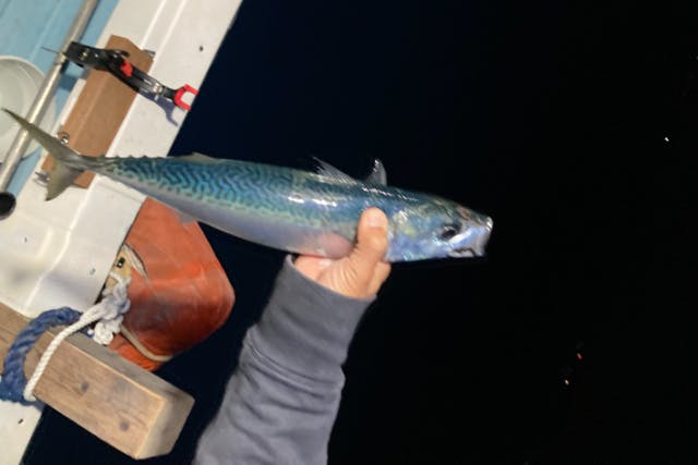 鹿児島海釣り・船釣り体験 料金比較・予約【アソビュー！】