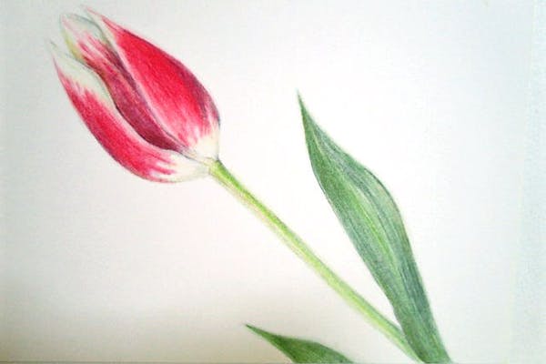 神奈川・藤沢・絵画教室】初心者歓迎！大人の絵画体験・デッサンまたは