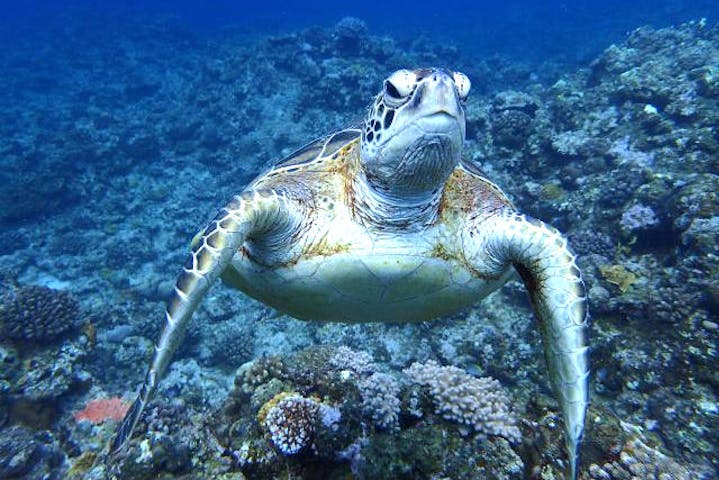 R-MATES Okinawa Diving Club（アールメイツ オキナワ ダイビング クラブ）
