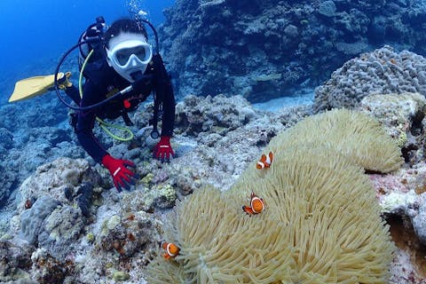 【沖縄・慶良間・体験ダイビング】トロピカルフィッシュと泳ぐ！慶良間諸島チービシ半日コース