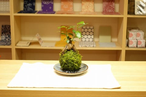 【三重・伊勢・苔玉作り】緑豊かな苔を使った苔玉づくり！ 良縁の象徴「夫婦岩」のように2つ並べた苔玉も大人気！