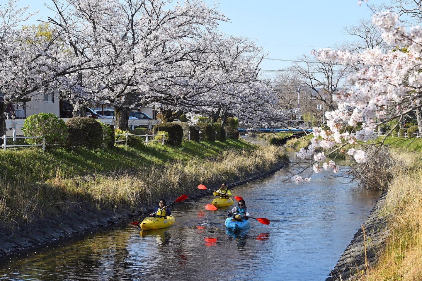 【期間限定桜プラン・佐賀市・カヌー】九州屈指の桜を眺めながらの  のんびり贅沢川下り
