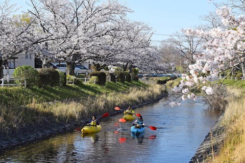 【期間限定桜プラン・佐賀市・カヌー】九州屈指の桜を眺めながらの  のんびり贅沢川下り(桜が散るまでの開催！)