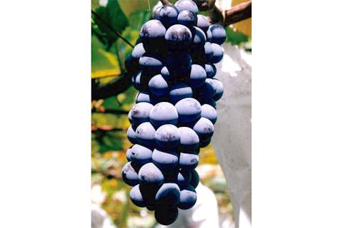 【愛知・岡崎・ぶどう狩り】夏季が旬！スチューベン＆ハニーシードレスぶどう狩り体験