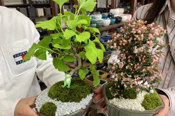 三重・四日市・盆栽体験】～盆栽をもっと身近に～盆栽体験｜アソビュー！