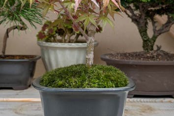 三重・四日市・盆栽体験】～盆栽をもっと身近に～盆栽体験｜アソビュー！