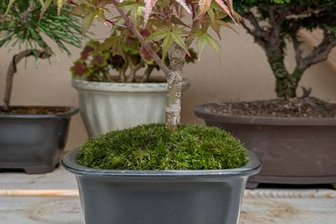 【三重・四日市・盆栽体験】～盆栽をもっと身近に～盆栽体験