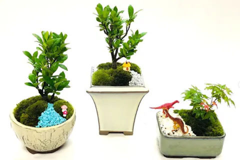 東海 苔玉作り 盆栽体験 いつでも 1人の検索結果 全3件 アソビュー