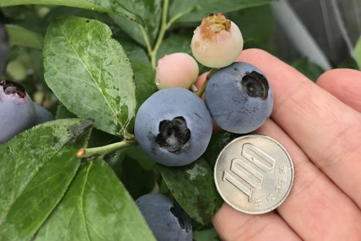 Sakuraberry Sgarden サクラベリーズガーデン ネット予約ならアソビュー