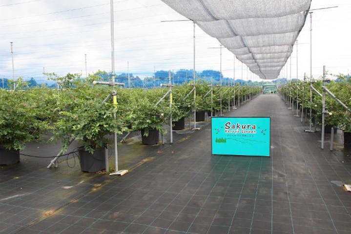 Sakuraberry Sgarden サクラベリーズガーデン ネット予約ならアソビュー