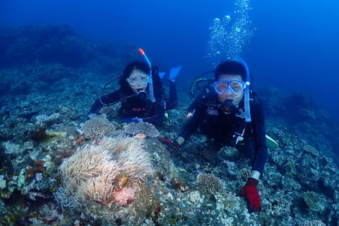 【沖縄・伊良部島・ボートで体験ダイビング】手ぶらでお手軽体験ダイビング ランセンス不要！　初心者大歓迎！　手軽に海の世界へ！ 水中写真・動画プレゼント！　その日のベストポイントにご案内♪