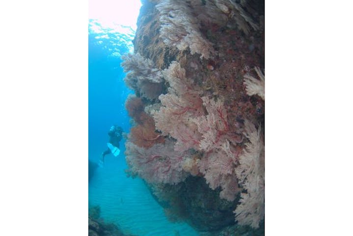 竜串ダイビングセンター